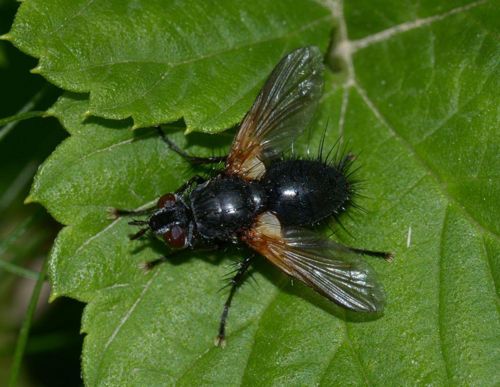 Zophomyia temula (Tachinidae)